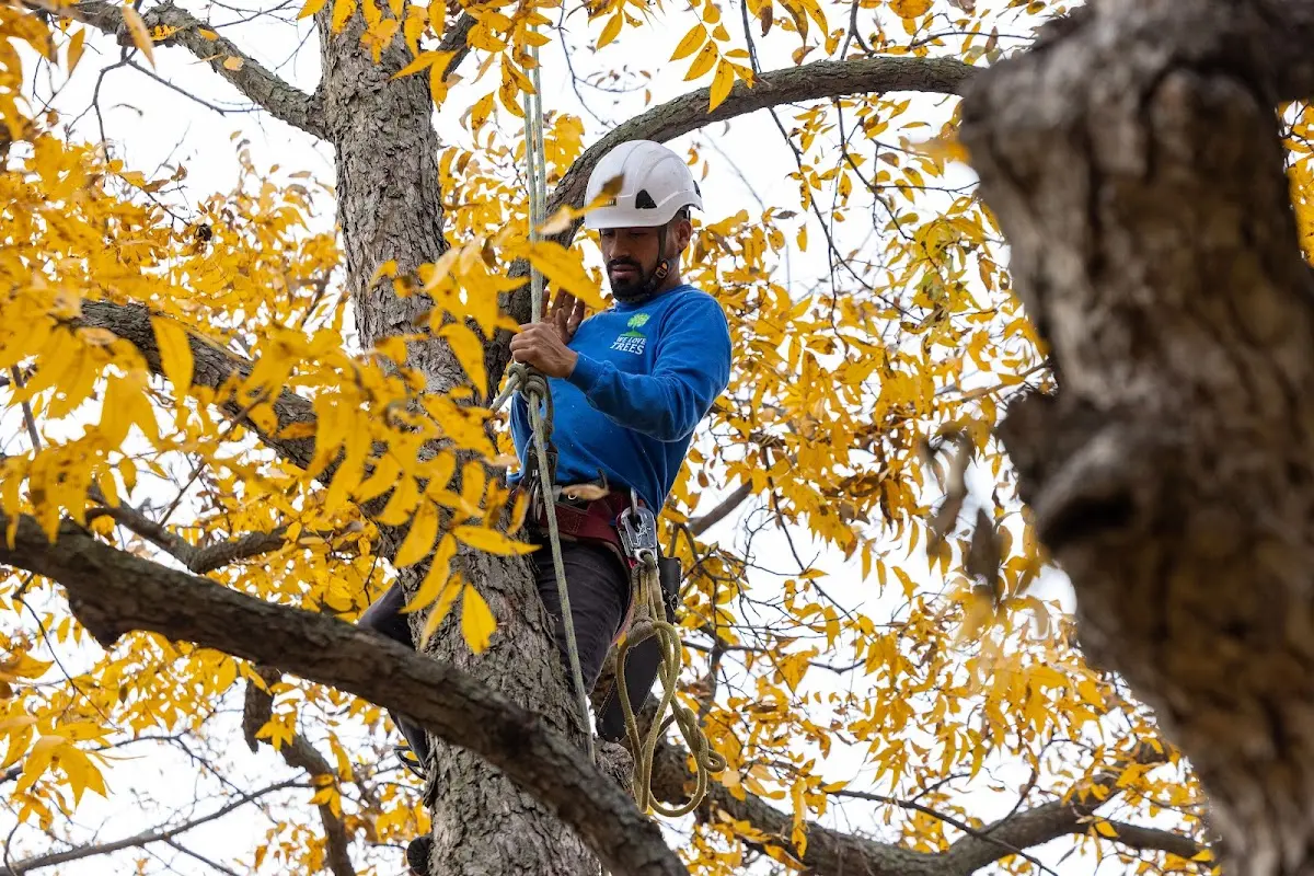 Skilled Tree Pruning crew working in Burlington